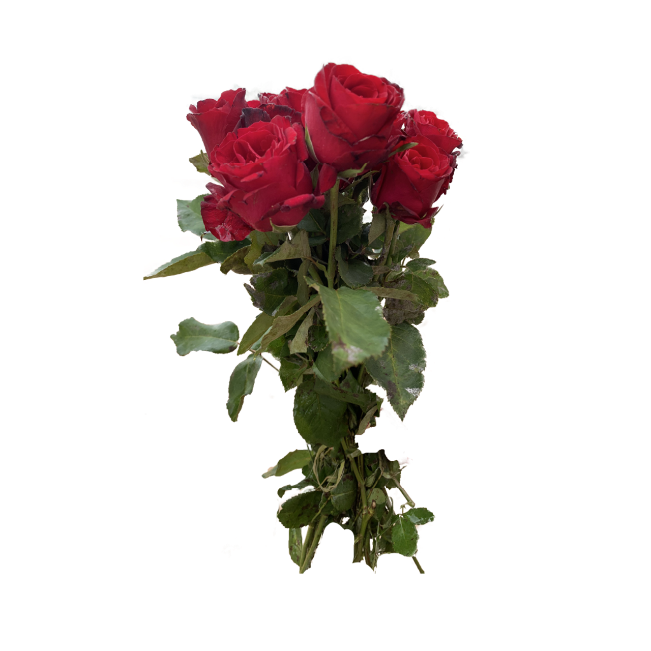 Bouquet de fleurs Roses Rouges x7 Tiges Mora Market